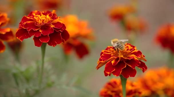 Macro Close Shot Scavenging Bee Feeding Colourful Orange Red Marigold — Stock Video