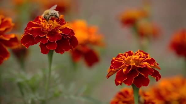カラフルなオレンジと赤のマリーゴールドの花に餌を与える清掃ミツバチのマクロクローズアップショットは 別のミツバチが飛び回ってぼやけた背景にマリーゴールドの花の焦点のフィールド外で — ストック動画