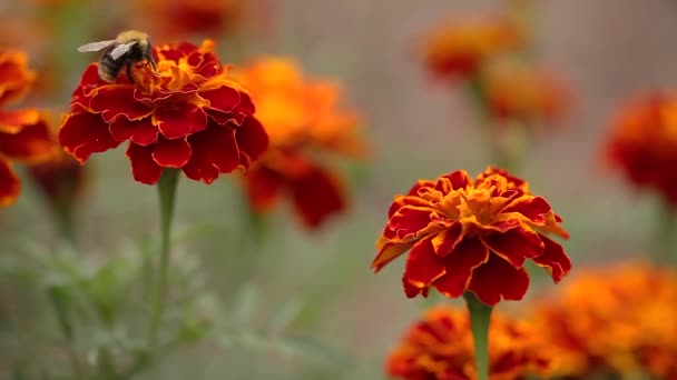 Bulanık Arka Planda Kadife Çiçeği Odak Alanı Dışında Renkli Bir — Stok video