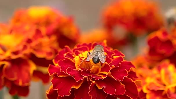 Volar Parecido Una Abeja Una Flor Caléndula — Vídeos de Stock