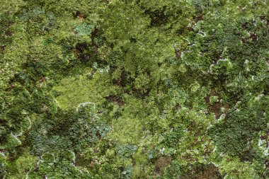 Bir kaya üzerinde büyüyen yeşil yosun tonları dramatik doymuş renkli doku desenler oluşturma