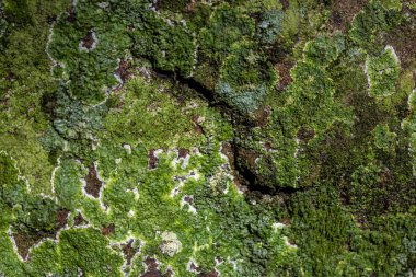 Bir kaya üzerinde büyüyen doymuş yosun dokusunun yeşil tonları