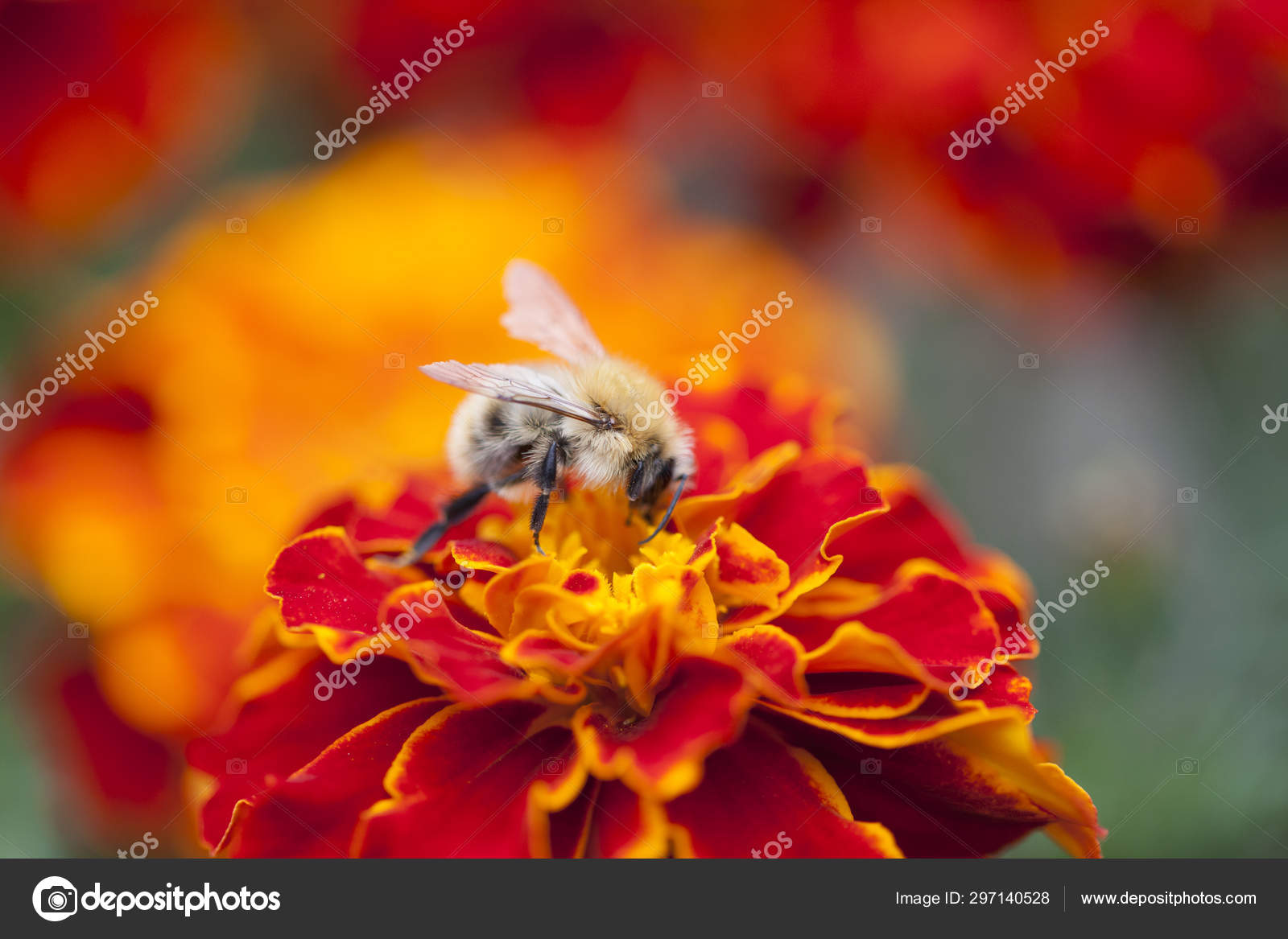 Primer Plano Una Abeja Gris Sobre Una Flor Caléndula Roja: fotografía de  stock © Maarten_Zeehandelaar #297140528 | Depositphotos