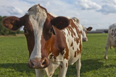 Tipik Hollandalı kahverengi benekli merakla arkasında bir elektrik elektrik hattı ile güneşli bir günde mera bakıyor