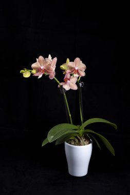 Siyah bir arka plan karşı beyaz tencerede Bitki