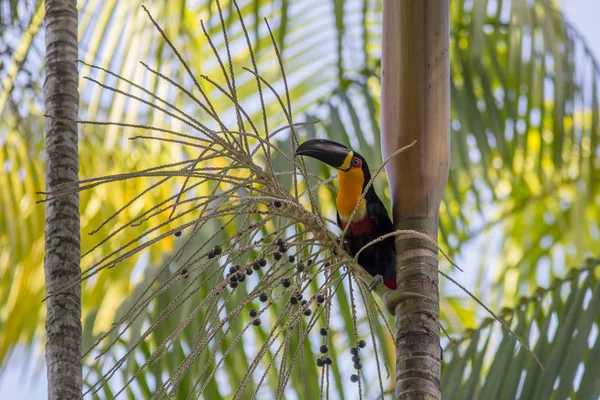 Brezilya'da renkli vahşi Ariel Toucan arkasında odak bulanık palmiye yaprakları dışarı gelen tropikal güneşli mavi gökyüzüne karşı acai meyve ile bir palmiye ağacı üzerinde