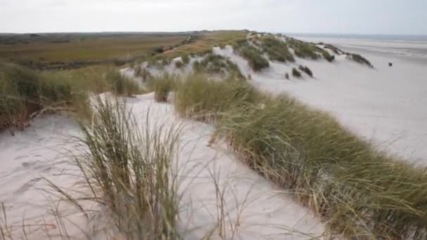 北のオランダの島の一つで砂丘の風景は 風に揺れると踊り 水平線に見える海 — ストック動画