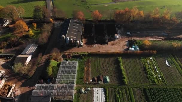 荷兰一个生机勃勃的农场的花卉 蔬菜和果树花园概览 该农场有温室和整齐有序的作物多样性 — 图库视频影像