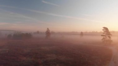 Slowly moving forward aerial view of early morning misty landscape of moorland closing in on a birch tree