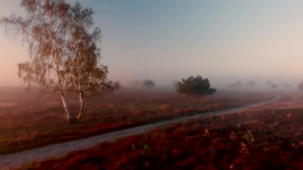 Vue aérienne panoramique avec un bouleau au premier plan et révélant le paysage plus large des landes recouvert d'une couverture de brouillard et de rosée tôt le matin avec en arrière-plan la cime des arbres de la forêt derrière 