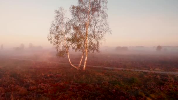 Vue aérienne panoramique depuis le niveau du sol pour montrer le paysage plus large de landes couvert de brouillard tôt le matin derrière le bouleau le long d'un chemin de terre au premier plan 