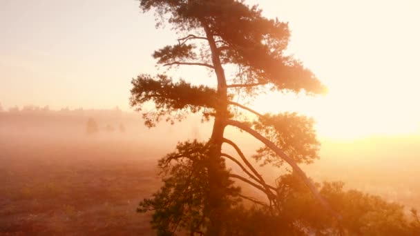 Pin dans une lande brumeuse tôt le matin paysage rétroéclairé du soleil créant un manteau d'or autour d'elle avec les environs dans une brume brumeuse 
