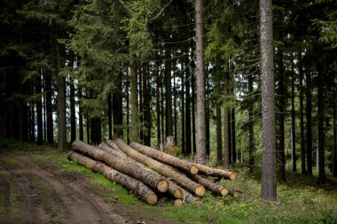 Çamurlu yol, yoğun çam ormanlarında bir açıklık yaratıyor. Güneş ışığı patikaya vuruyor ve yakın zamanda Almanya 'nın Schanze şehrinde bekleyen kütükler var.
