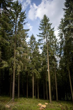 Almanya 'nın Sauerland bölgesinde, kayak köyü Schanze yakınlarında bulutlu mavi gökyüzüne uzanan küçük çimenli uzun ağaçlar.