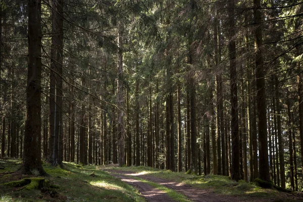 Thick Sauerland forest with sunlight entering the freshly watered foliage from the rain