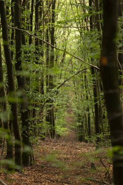 Kalın Sauerland Ormanı. Güneş ışığı yağmurdan yeni sulanmış yapraklara giriyor.