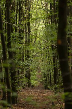 Kalın Sauerland Ormanı. Güneş ışığı yağmurdan yeni sulanmış yapraklara giriyor.