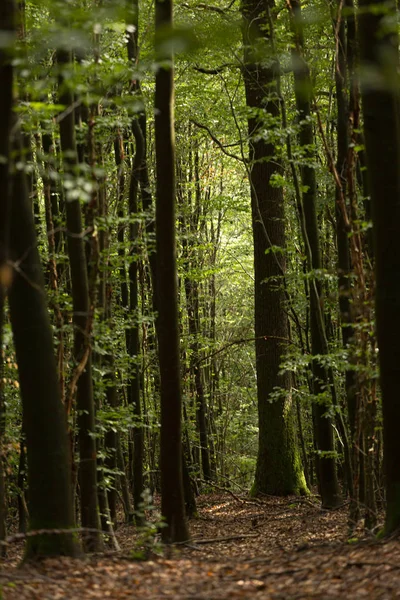 Thick Sauerland forest with sunlight entering the freshly watered foliage from the rain