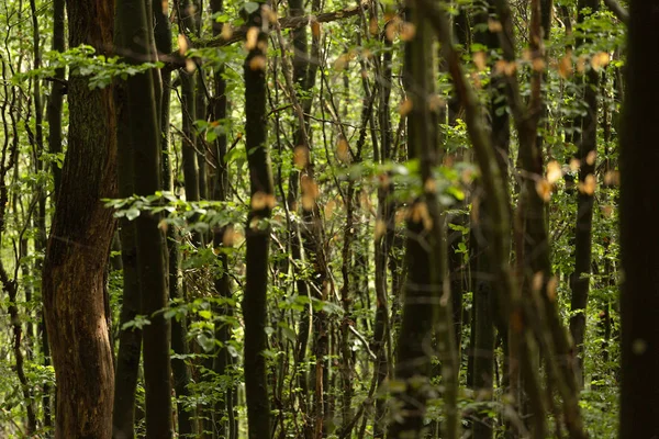 Grueso Bosque Sauerland Con Luz Del Sol Que Entra Follaje — Foto de Stock