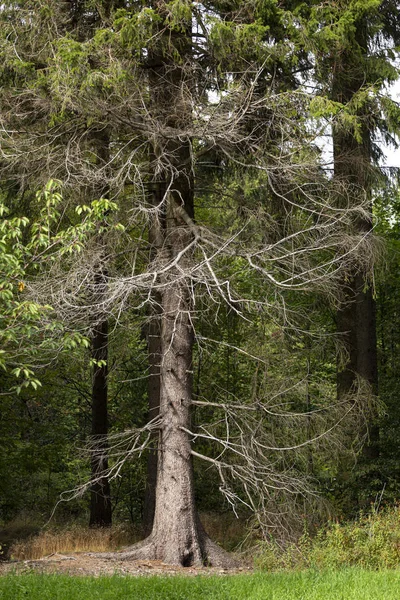 Vom Sonnenlicht Beleuchteter Baum Mit Trockenen Abgestorbenen Ästen Und Kahlem — Stockfoto