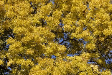 Parlak, parlak, altın sarısı bir ağacın dalları açık mavi bir gökyüzüne karşı.