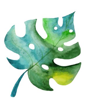 Beyaz arka planda canavar bitkisinin parlak suluboya yaprağı.