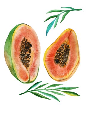 Parlak suluboya turuncu papaya meyvesi ve beyaz arkaplanda dallar.