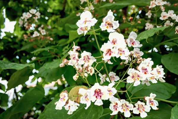 Flor Del Árbol Con Una Abeja — Foto de Stock