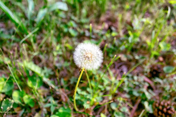 Dandelion Background Green Grass — Stock Photo, Image