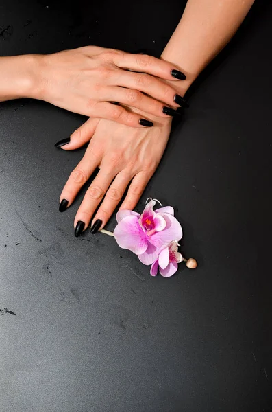 Stylish trendy female black manicure. Beautiful young woman\'s hands on white and black background with dry flowers