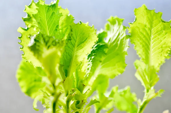 Prise Vue Set Feuille Salade Verte Isolée Sur Fond Blanc — Photo
