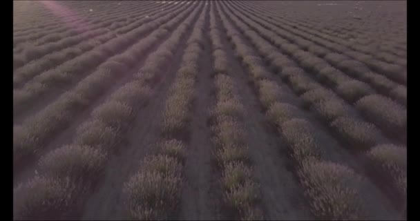 Landschap van lavendel gewas naar luchtfoto — Stockvideo