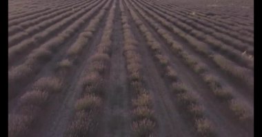 İspanya'da havadan görünümüne lavanta ürün manzara