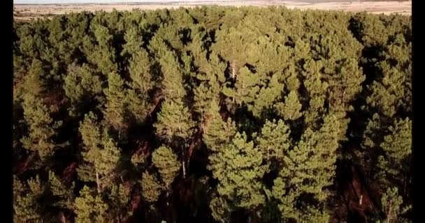 Vista aérea de un pequeño bosque de pinos del sur de Europa — Vídeos de Stock