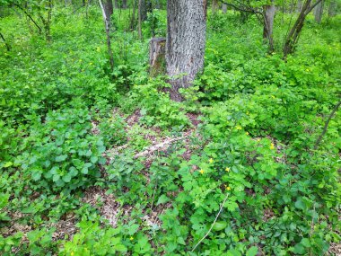 Bahar gününde güzel yeşil orman