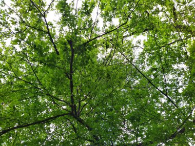 Bahar gününde güzel yeşil orman