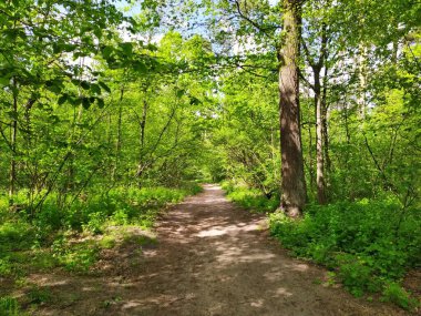 Bahar gününde güzel yeşil orman