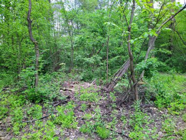 Bahar gününde güzel yeşil orman