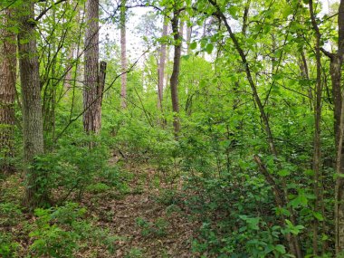 Bahar gününde güzel yeşil orman