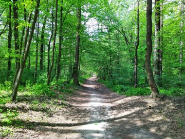Bahar gününde güzel yeşil orman