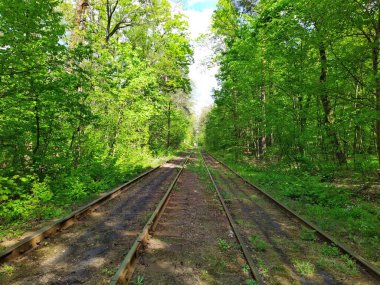 Güneşli bir günde yeşil bahar ormanlarında tramvay raylarda gidiyor.