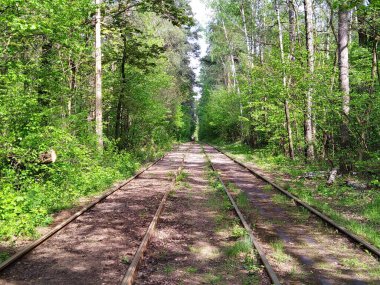 Güneşli bir günde yeşil bahar ormanlarında tramvay raylarda gidiyor.