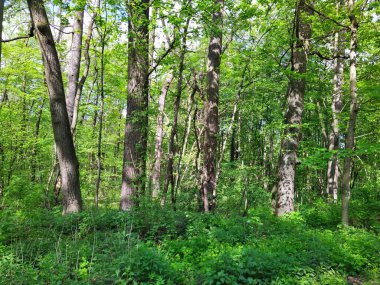 Bahar gününde güzel yeşil orman