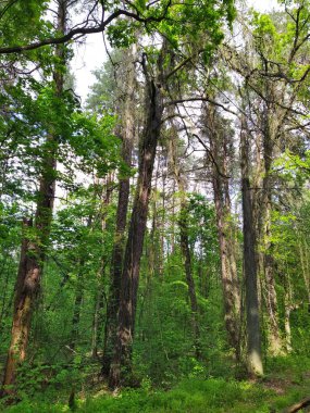 Bahar gününde güzel yeşil orman