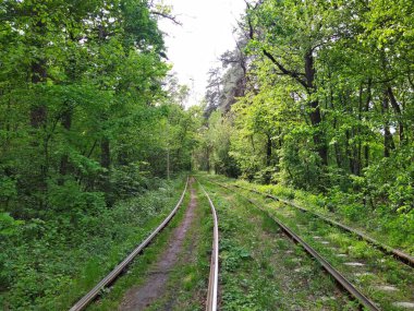 Gündüz vakti yeşil bahar ormanlarında tren rayları