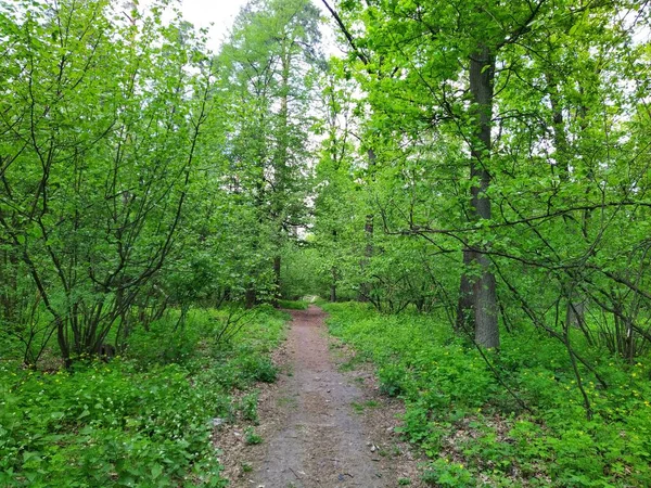 Gyönyörű Zöld Erdő Tavasszal — Stock Fotó