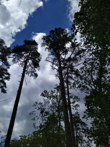 Krásné Zelené Větve Stromů Zamračená Obloha Jarním Lese — Stock fotografie