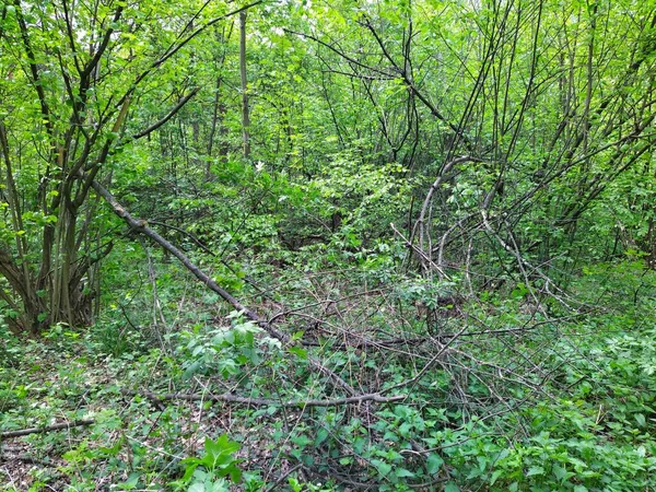 Bela Floresta Verde Dia Primavera — Fotografia de Stock