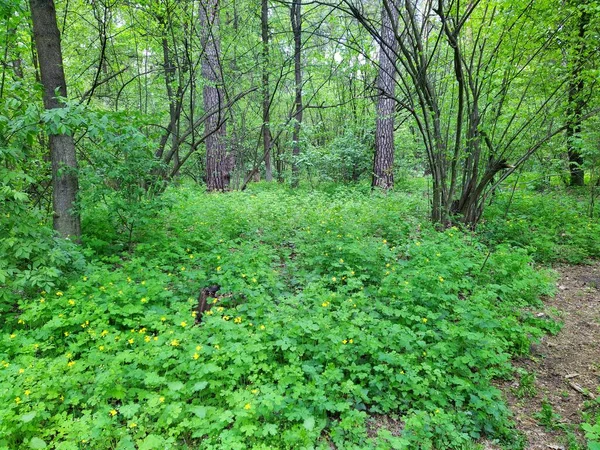 Bela Floresta Verde Dia Primavera — Fotografia de Stock