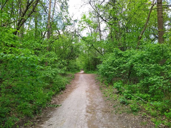 Hermoso Bosque Verde Día Primavera — Foto de Stock